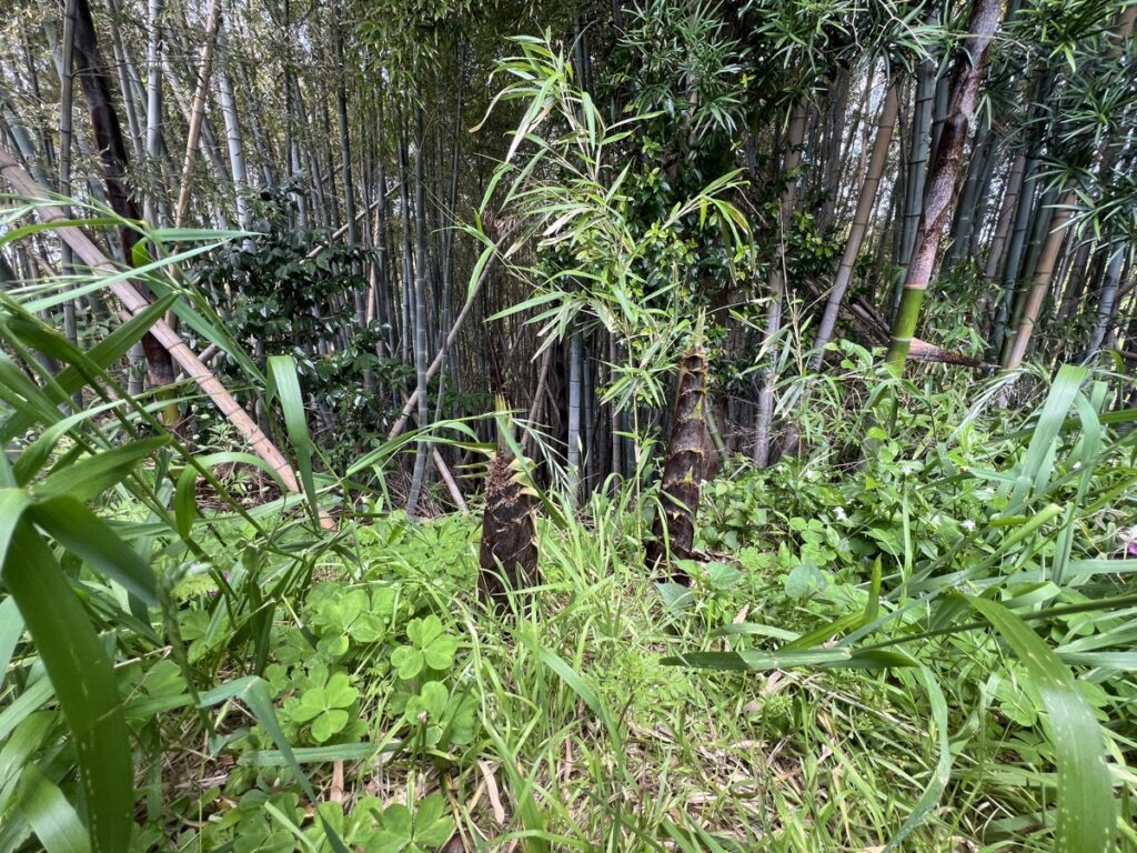 竹の森