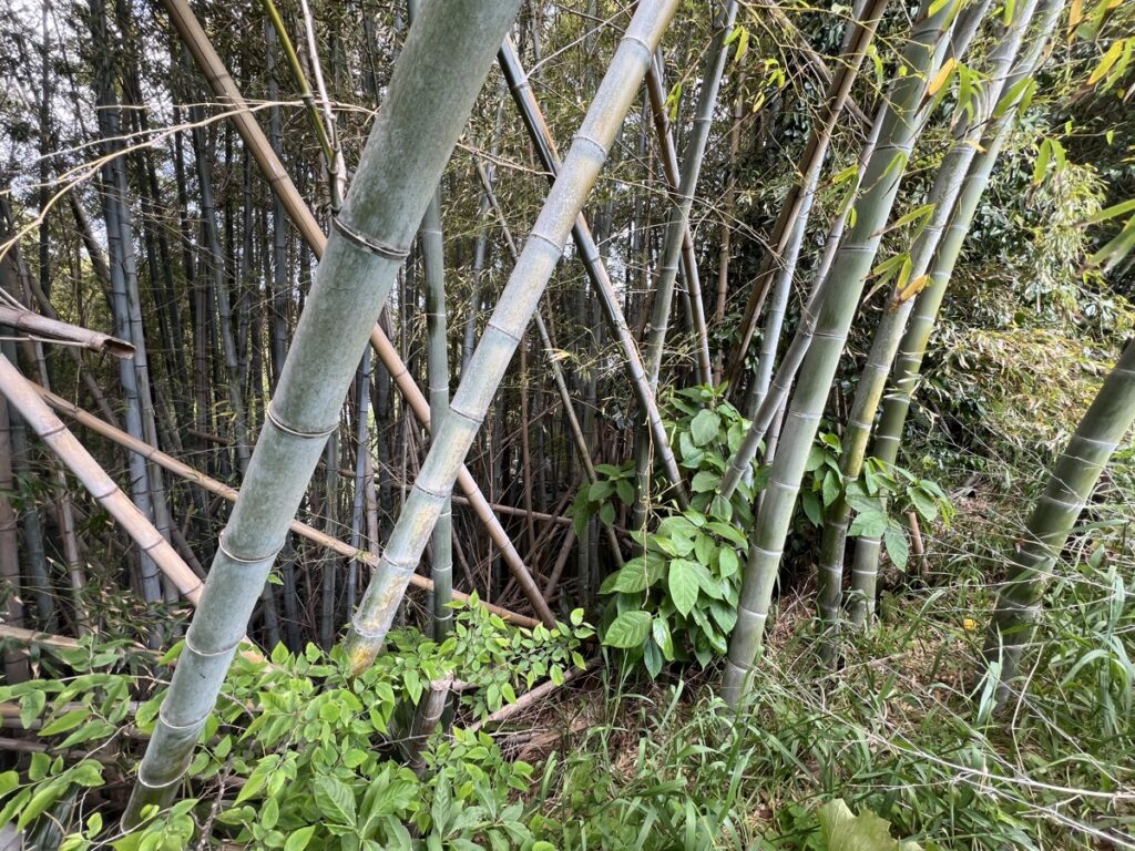竹の森