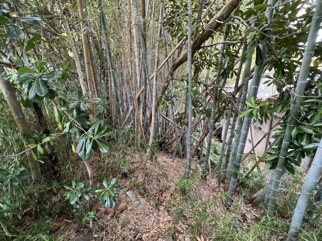 竹の森