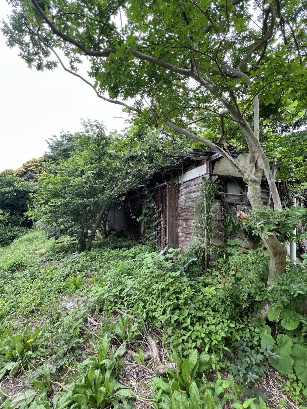平家の隠れ里