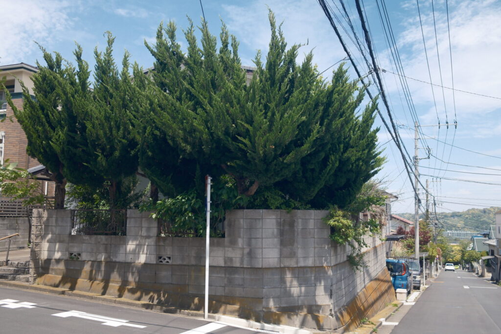 家族のあと、南角にて